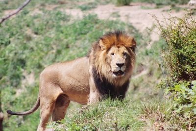 Lion on grass