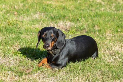 Black dog sitting on grass