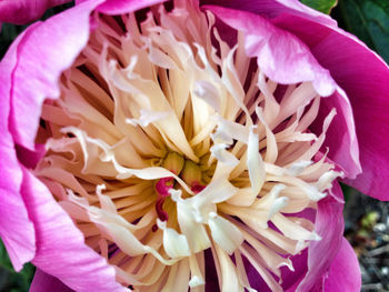 Close-up of pink flower