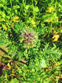 Close-up of flower plant