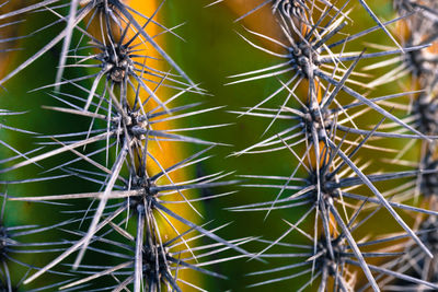 Close-up of succulent plant