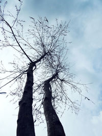 Low angle view of silhouette bare tree against sky