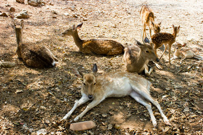 High angle view of deer on land