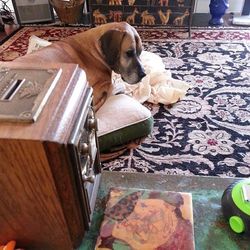 domestic animals