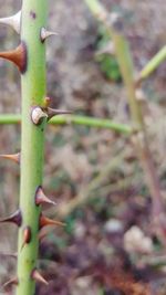 Close-up of cactus plant