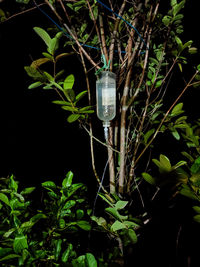 Close-up of light bulb hanging against black background