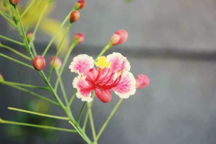 flower, freshness, petal, fragility, flower head, growth, beauty in nature, close-up, focus on foreground, plant, pink color, nature, blooming, bud, stem, red, leaf, in bloom, no people, day