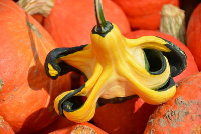 Close-up of orange flower