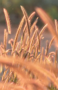 Close-up of stalks in field