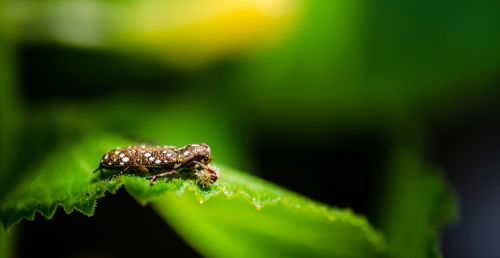 Close-up of insect on leaf