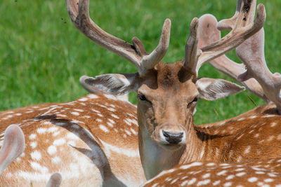 Close-up of deer