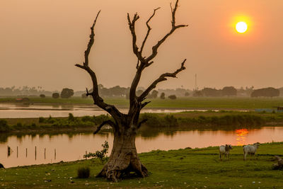 View of tree at sunset