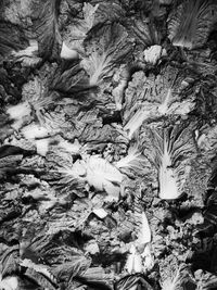 High angle view of leaves on field