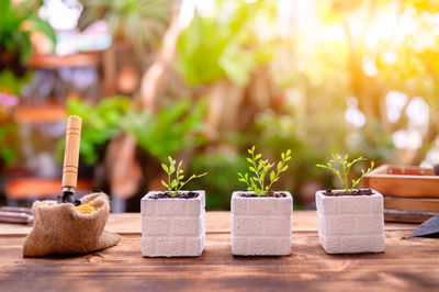 Close-up of potted plant on table
