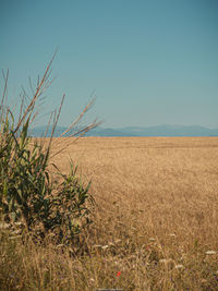 Scenic view of field against clear sky