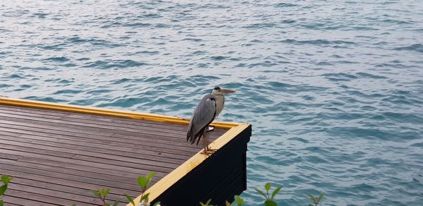 High angle view of seagull perching on wood