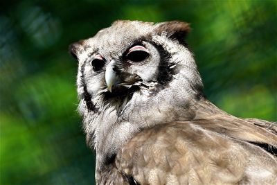 Close-up portrait of owl
