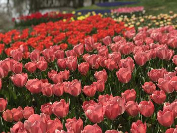 Close-up of pink tulips on field