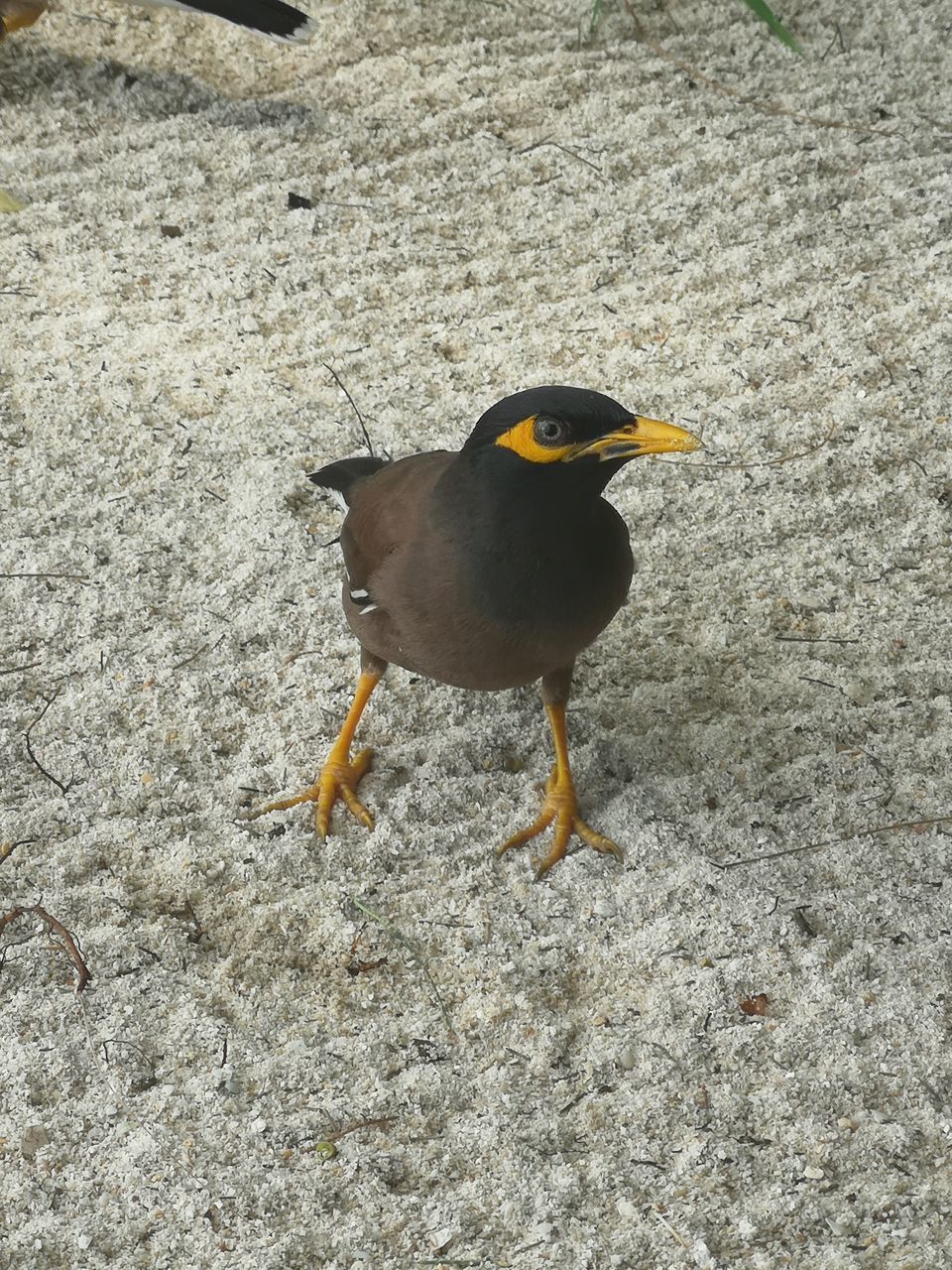 HIGH ANGLE VIEW OF BIRD