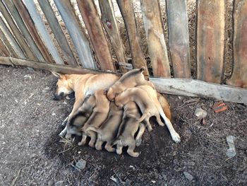 High angle view of dog sleeping on field