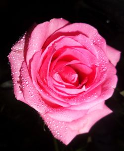 Close-up of pink rose