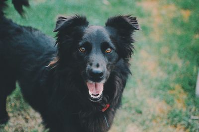 Black dog looking at camera