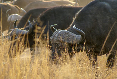 Herd of african buffalo in savanna in kruger national park just before sunset 