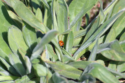 Close-up of ladybug on leaf