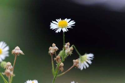 Close-up of white flowering plant in field