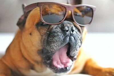 Close-up portrait of a dog