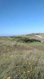 Scenic view of field against clear blue sky