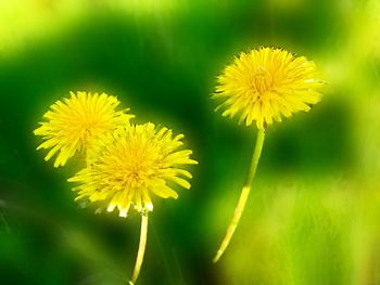 Close-up of yellow flowering plant