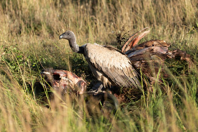 African white-backed vulture stands on buffalo carcase