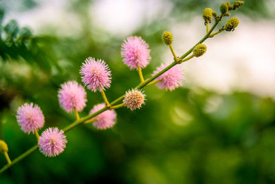 Close-up of pink flowering plants