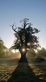 Sun shining through trees