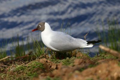 Seagull perching on a land