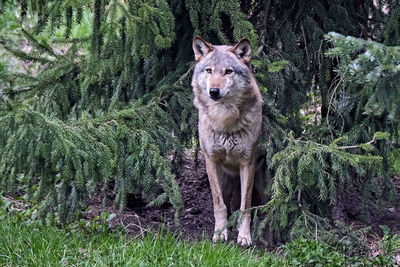 Portrait of an animal in forest