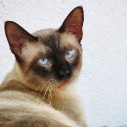 Close-up portrait of a cat