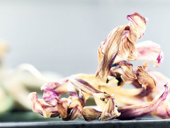 Close-up of dried flowers on table