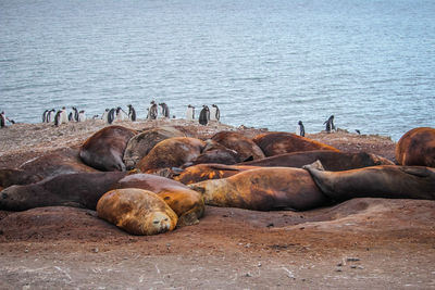 High angle view of sea lion on beach