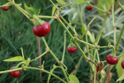 Close-up of red berries growing on tree