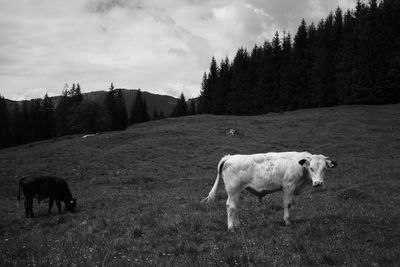 Horses in a field