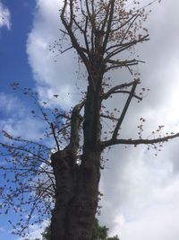 Low angle view of tree against sky