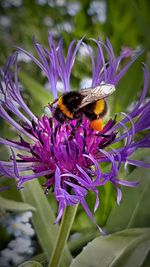 Close-up of bee pollinating on purple flower