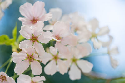 Close-up of cherry blossoms