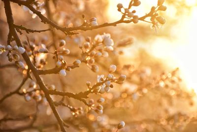 Close-up of fresh flowers on tree