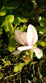 Close-up of white flower blooming outdoors