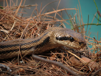 Close-up of lizard on grass