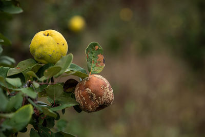 Close-up of fruit growing on tree