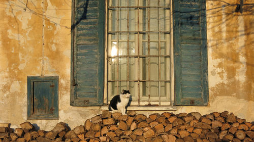 Cat sitting on window of house